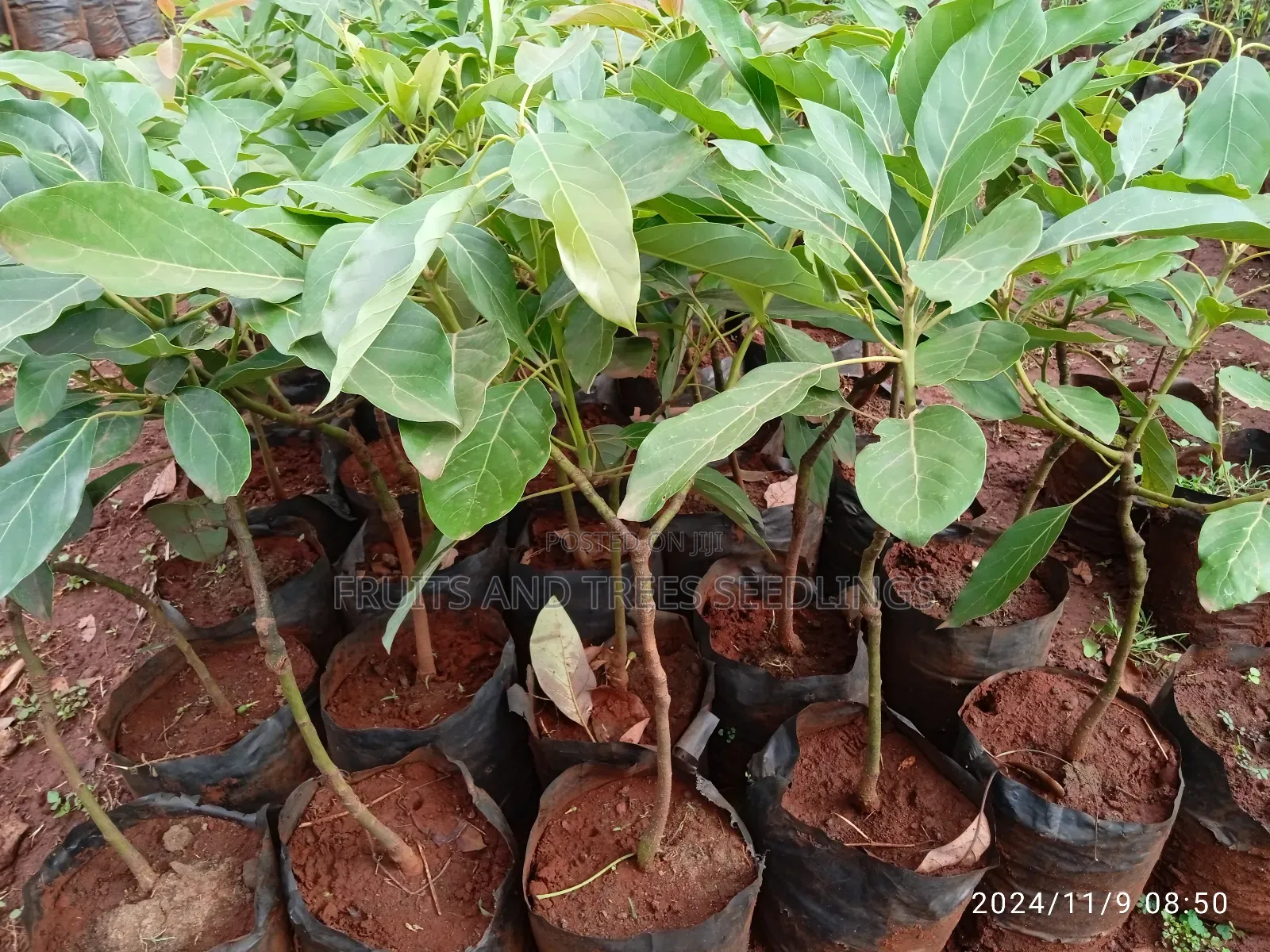 Golden Hass Avocado Seedlings