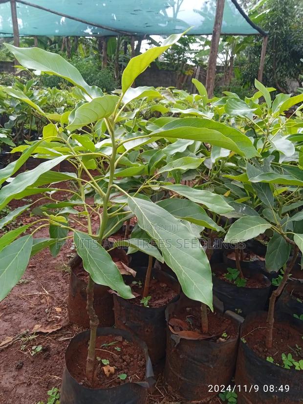 Golden Hass Avocado Seedlings - thumbnail 4