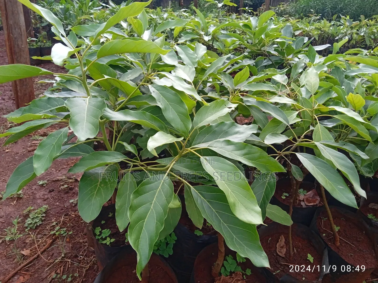 Golden Hass Avocado Seedlings