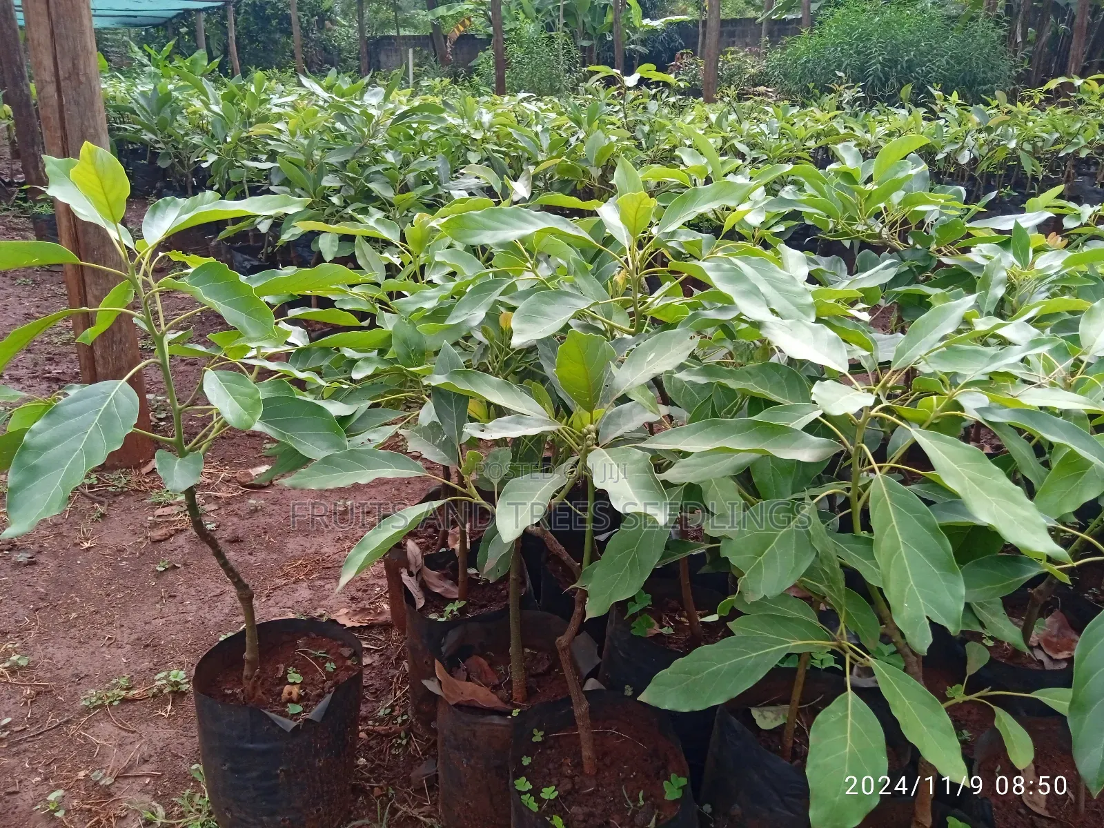 Golden Hass Avocado Seedlings