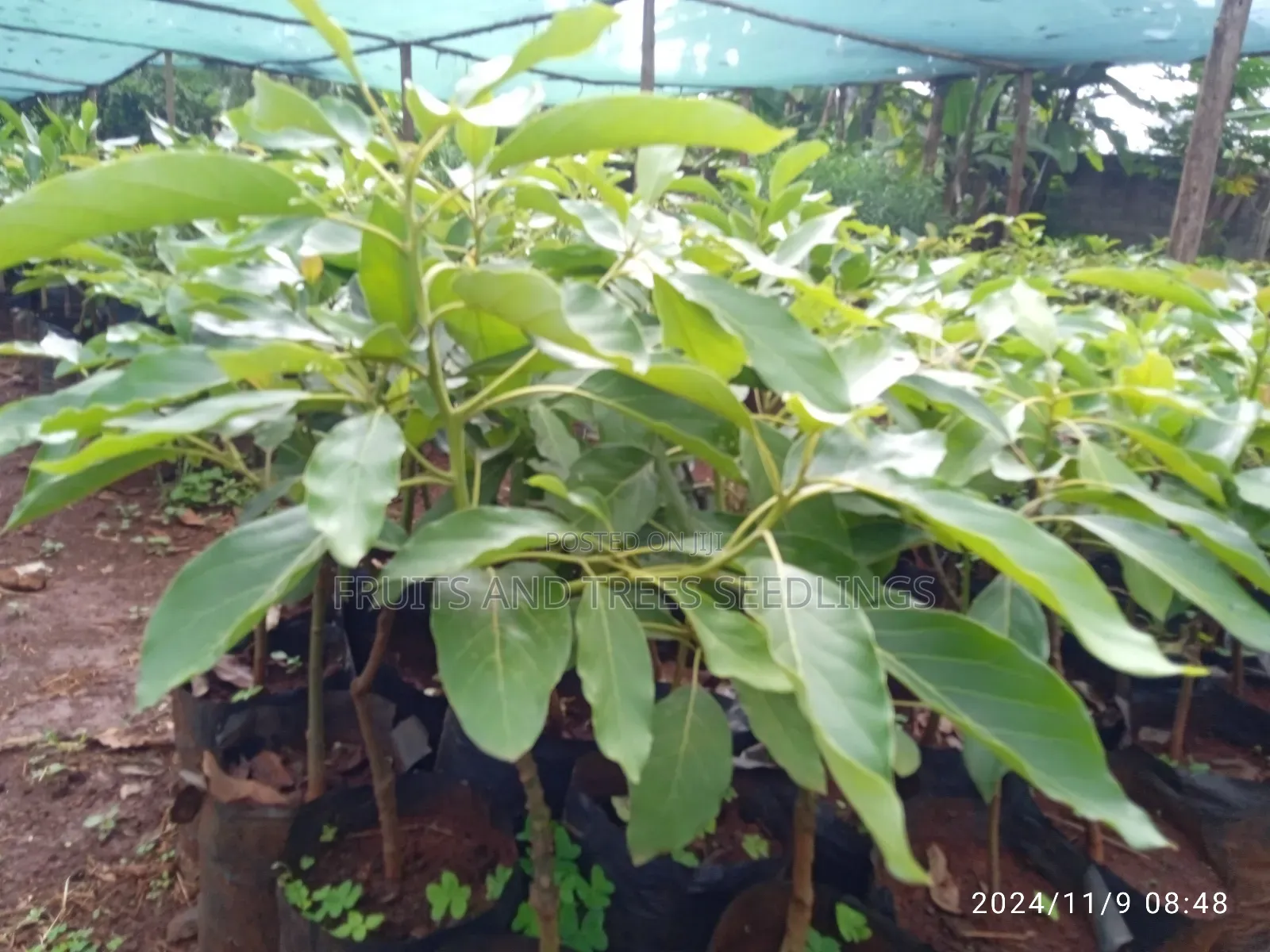 Golden Hass Avocado Seedlings