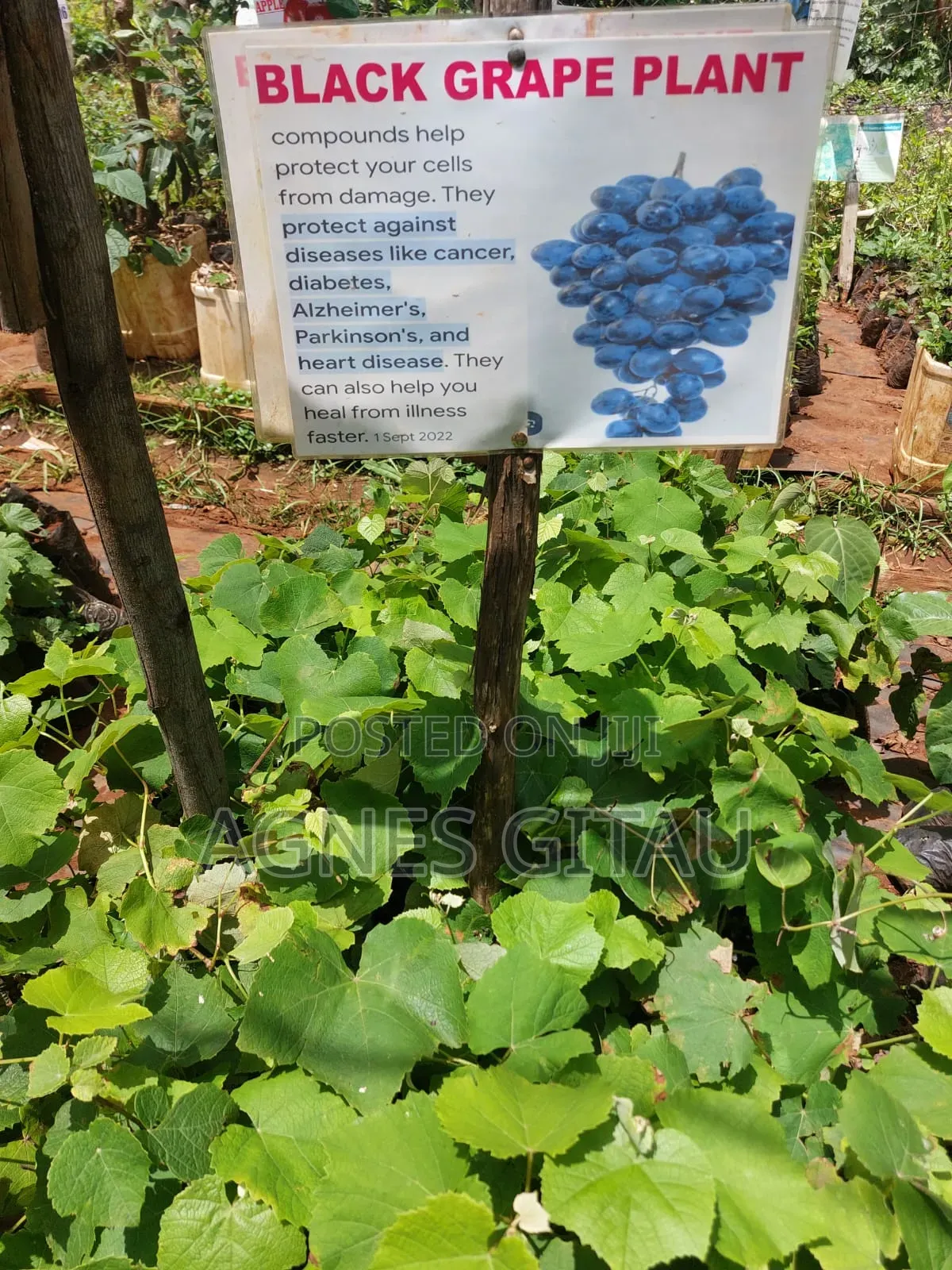 Grapes Seedlings