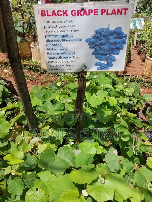 Grapes Seedlings