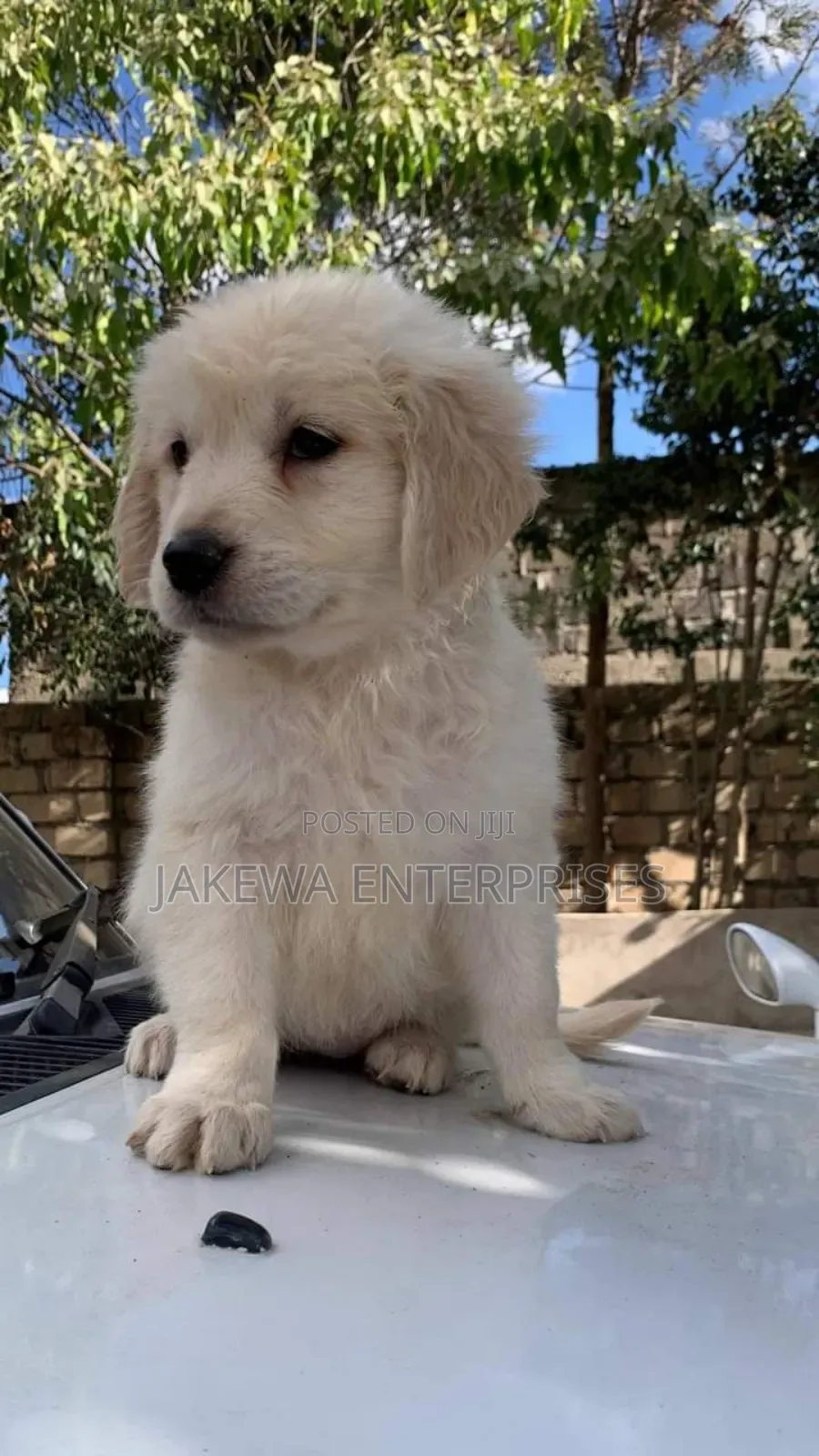 1-3 months Male Purebred Golden Retriever