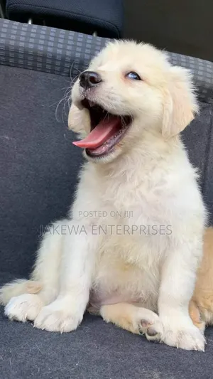 1-3 months Male Purebred Golden Retriever