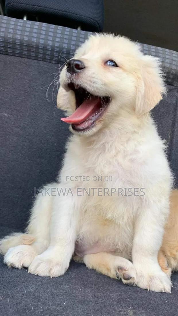 1-3 months Male Purebred Golden Retriever