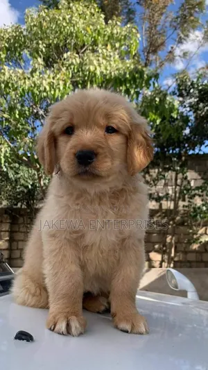 1-3 months Female Purebred Golden Retriever