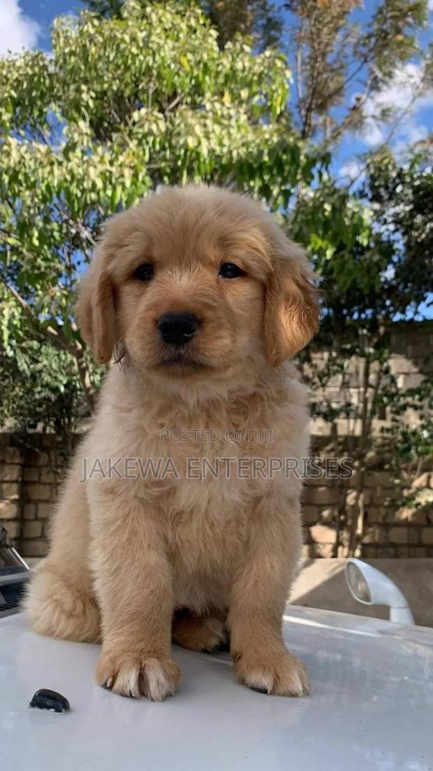 1-3 months Female Purebred Golden Retriever