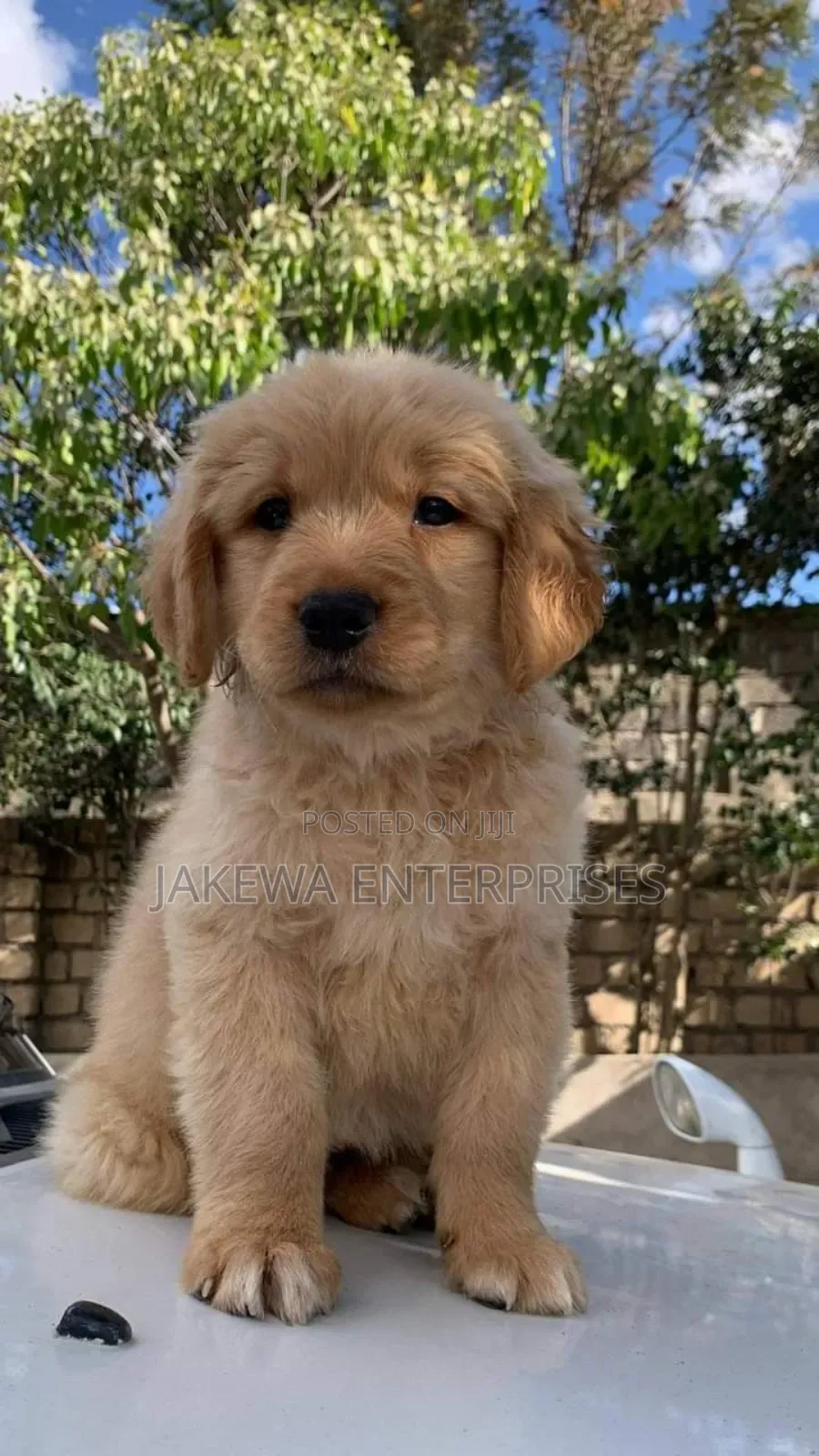1-3 months Female Purebred Golden Retriever