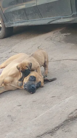1-3 months Male Purebred Boerboel