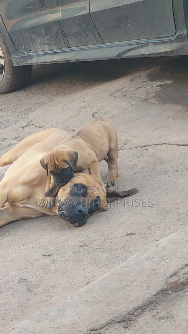 1-3 months Male Purebred Boerboel - thumbnail 4