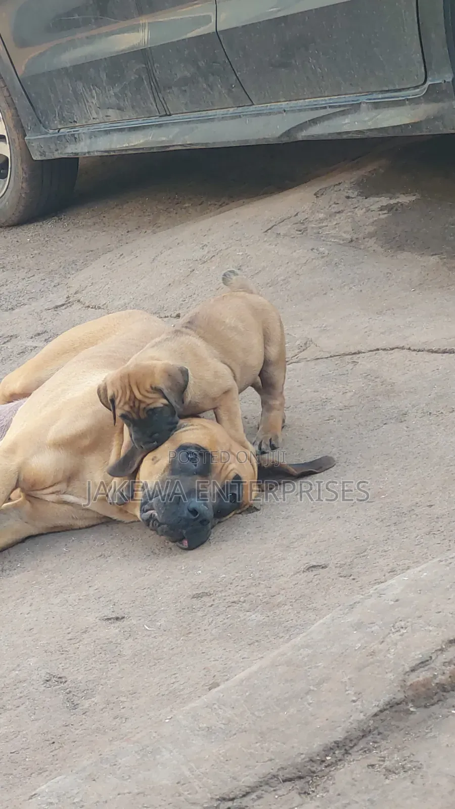 1-3 months Male Purebred Boerboel
