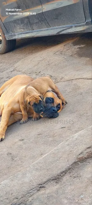 1-3 months Male Purebred Boerboel