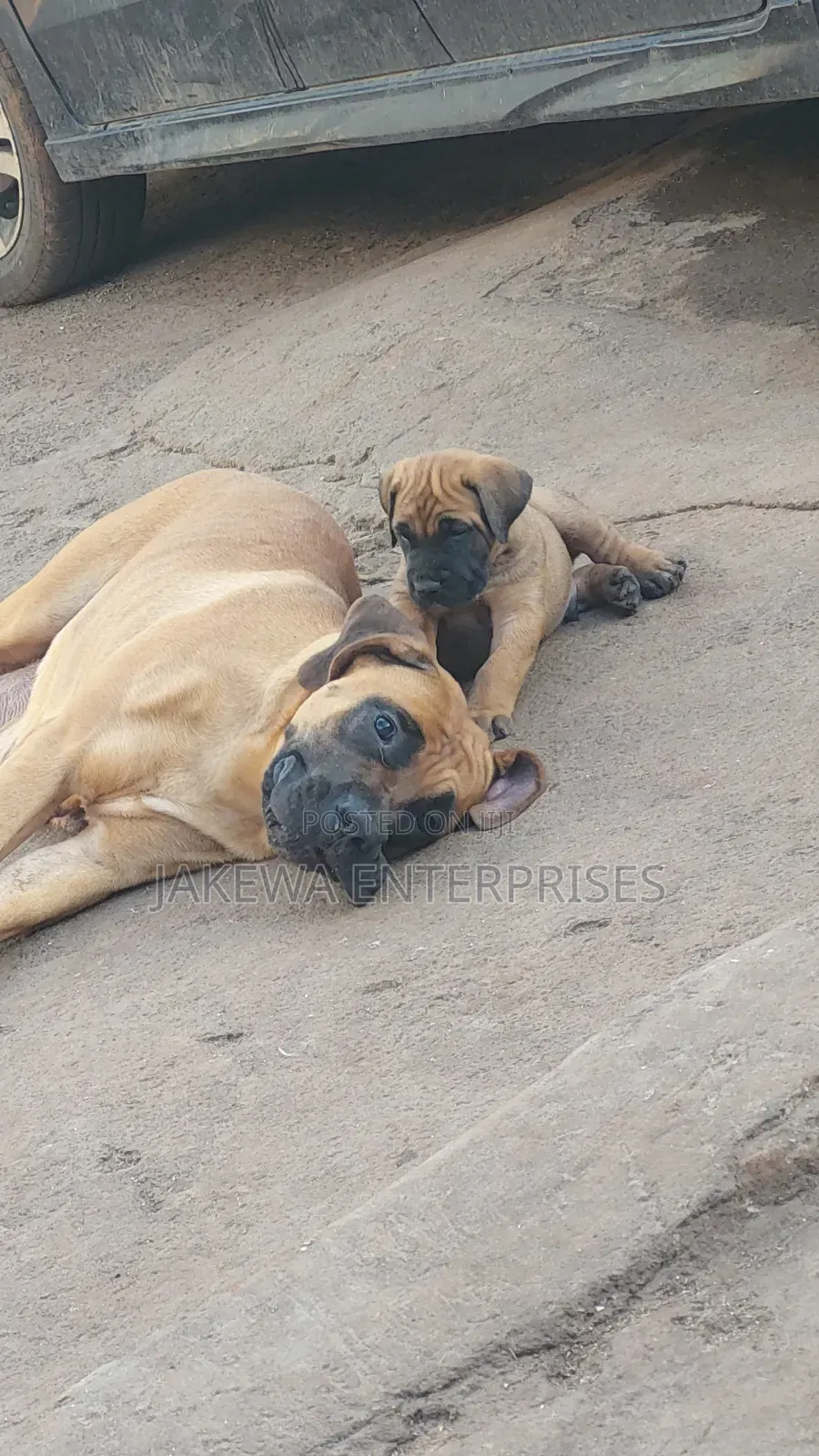 1-3 months Male Purebred Boerboel