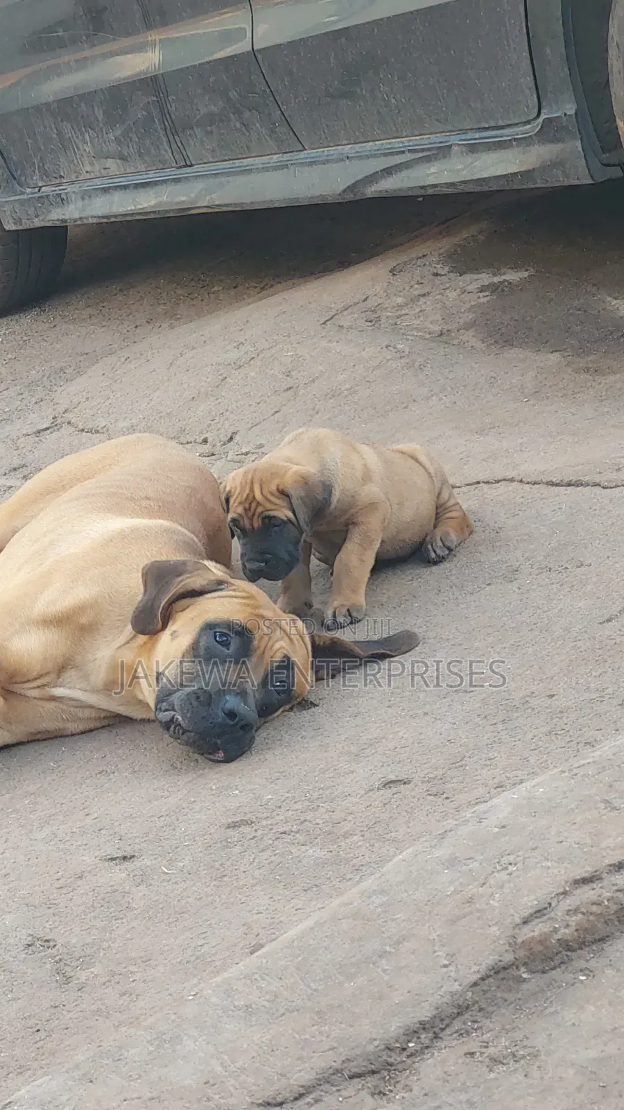1-3 months Male Purebred Boerboel