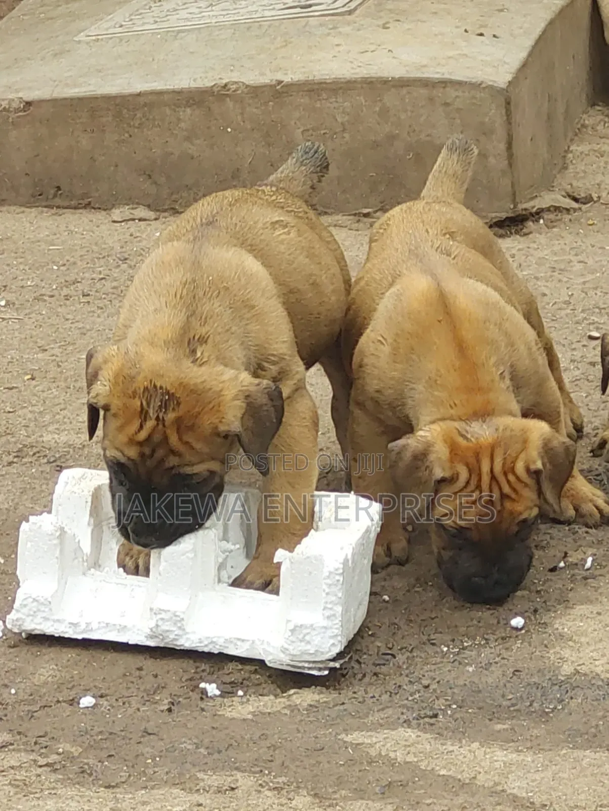 1-3 months Female Purebred Boerboel
