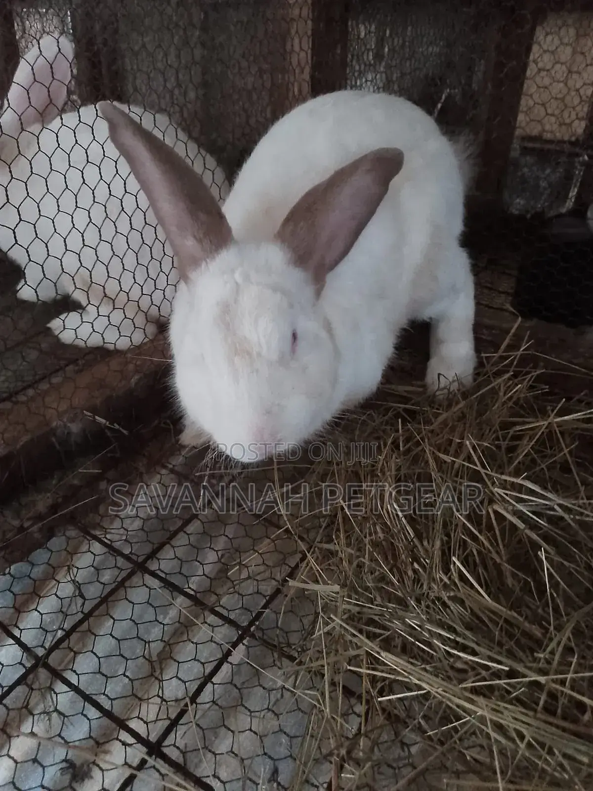 New Zealand White Rabbits Mature Breeders 4 to 5 Months