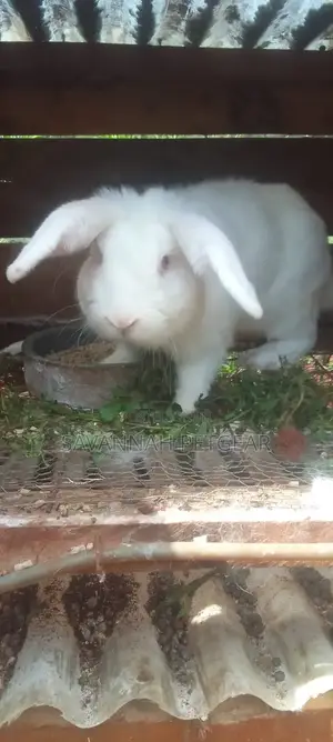 New Zealand White Rabbits Mature Breeders 4 to 5 Months