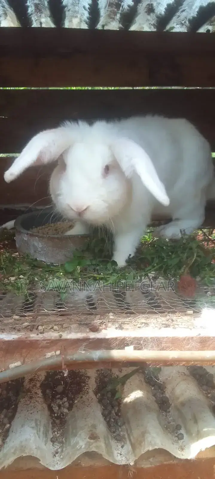 New Zealand White Rabbits Mature Breeders 4 to 5 Months
