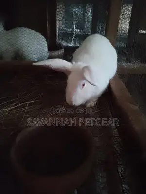 New Zealand White Rabbits Mature Breeders 4 to 5 Months