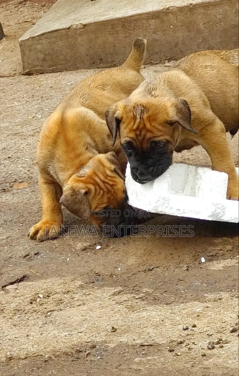 1-3 months Female Purebred Boerboel