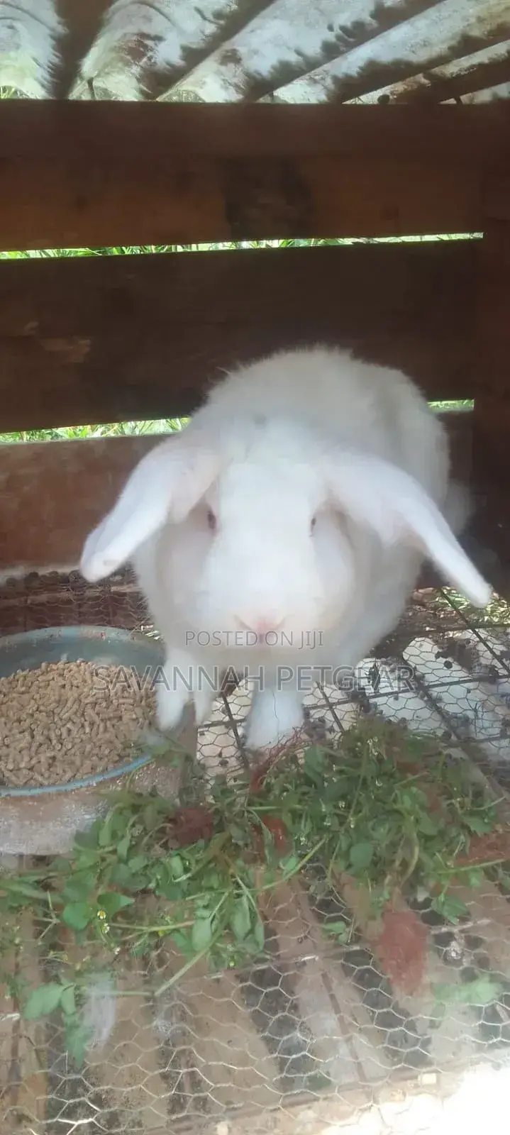 New Zealand White Rabbits Mature Breeders 4 to 5 Months