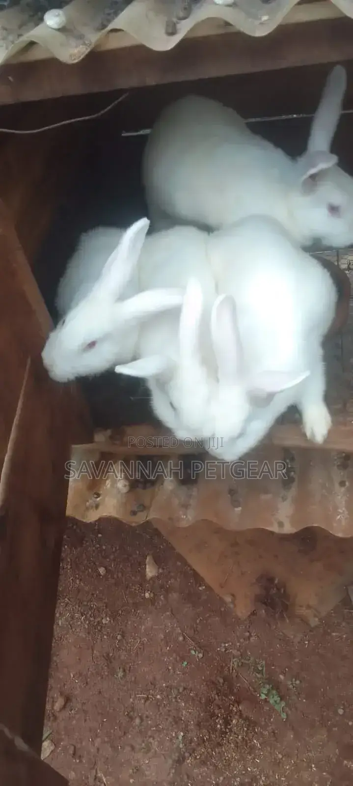 New Zealand White Rabbits Mature Breeders 4 to 5 Months