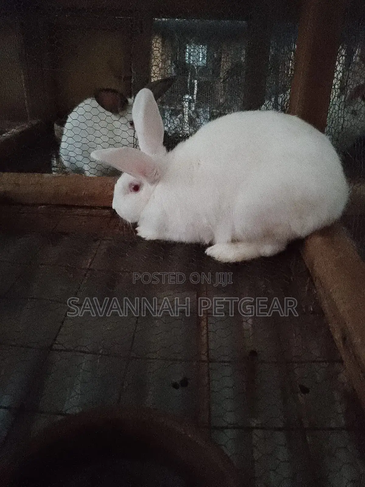 New Zealand White Rabbits Mature Breeders 4 to 5 Months