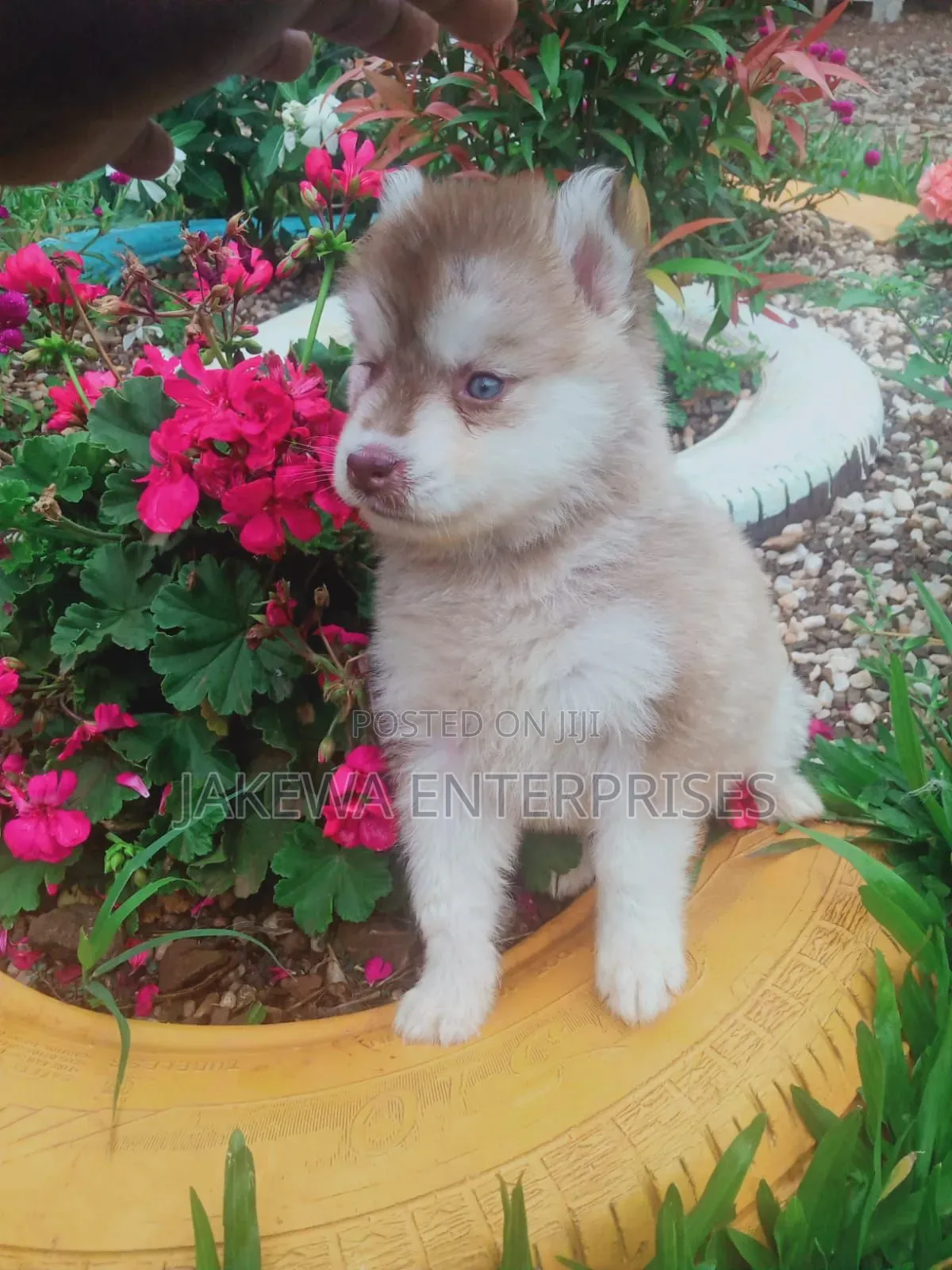 1-3 months Female Purebred Siberian Husky