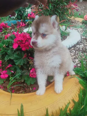 1-3 months Female Purebred Siberian Husky