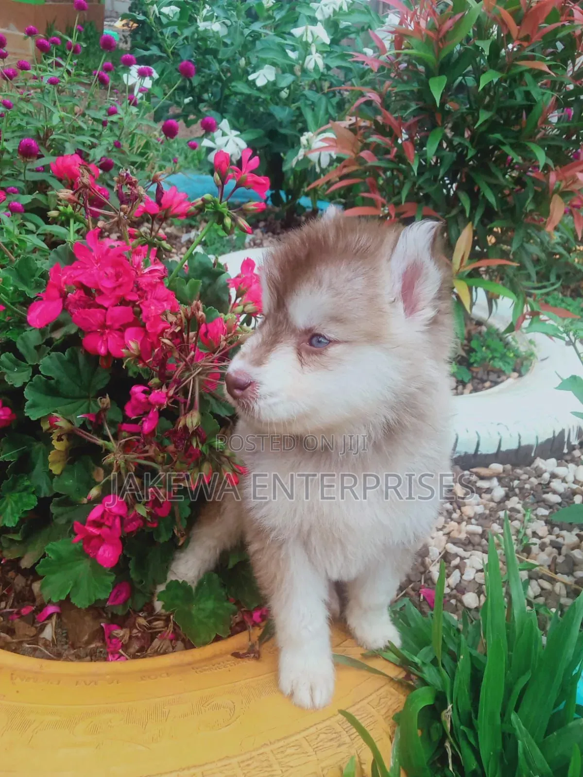 1-3 months Male Purebred Siberian Husky