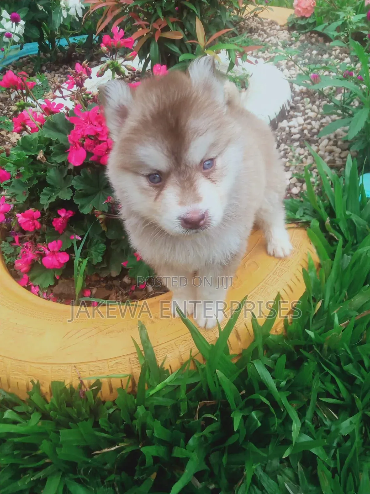 1-3 months Female Purebred Siberian Husky