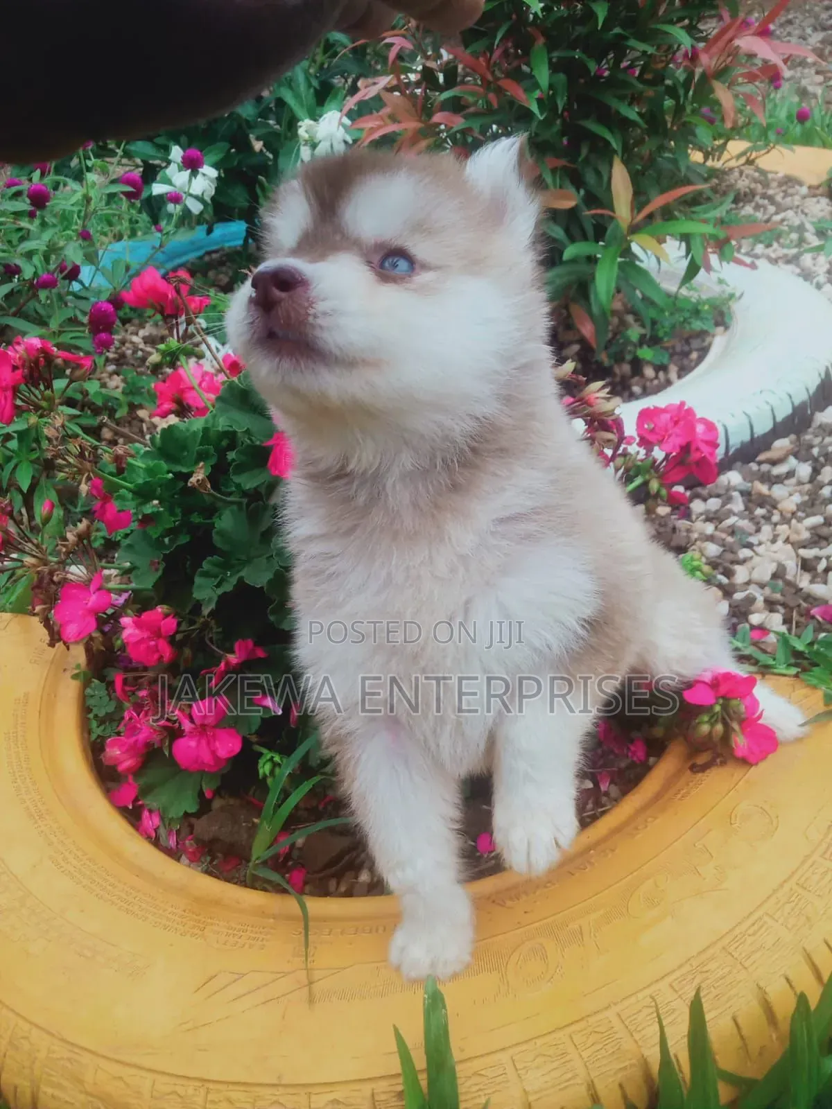 1-3 months Female Purebred Siberian Husky