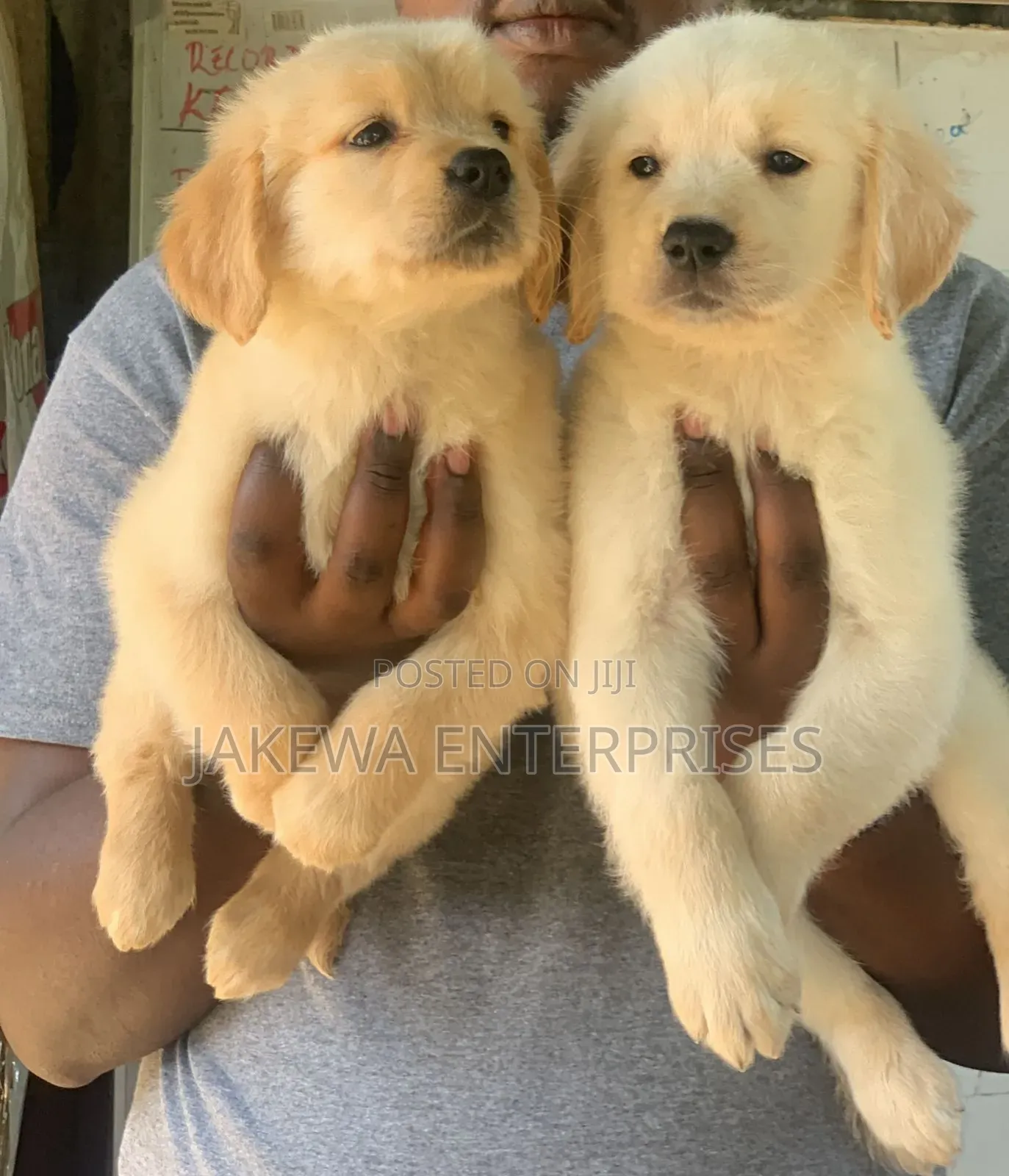 1-3 months Male Purebred Golden Retriever