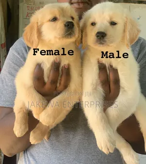 1-3 months Male Purebred Golden Retriever