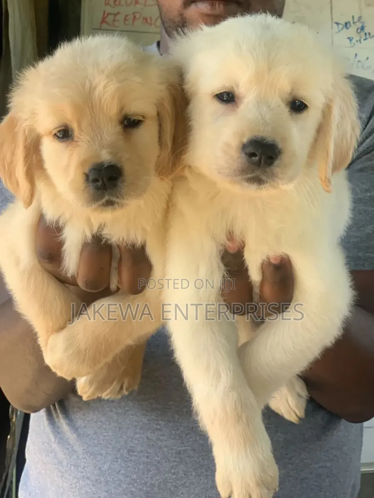 1-3 months Female Purebred Golden Retriever