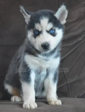 1-3 months Male Purebred Siberian Husky