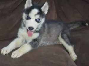 1-3 months Female Purebred Siberian Husky