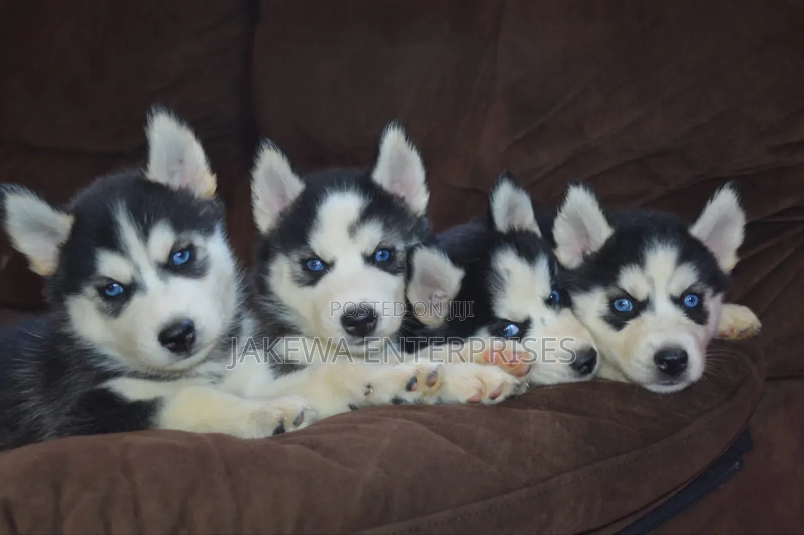 1-3 months Female Purebred Siberian Husky