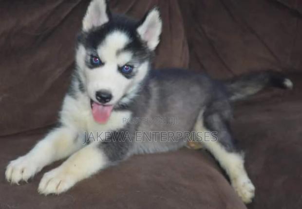 1-3 months Male Purebred Siberian Husky - thumbnail 2