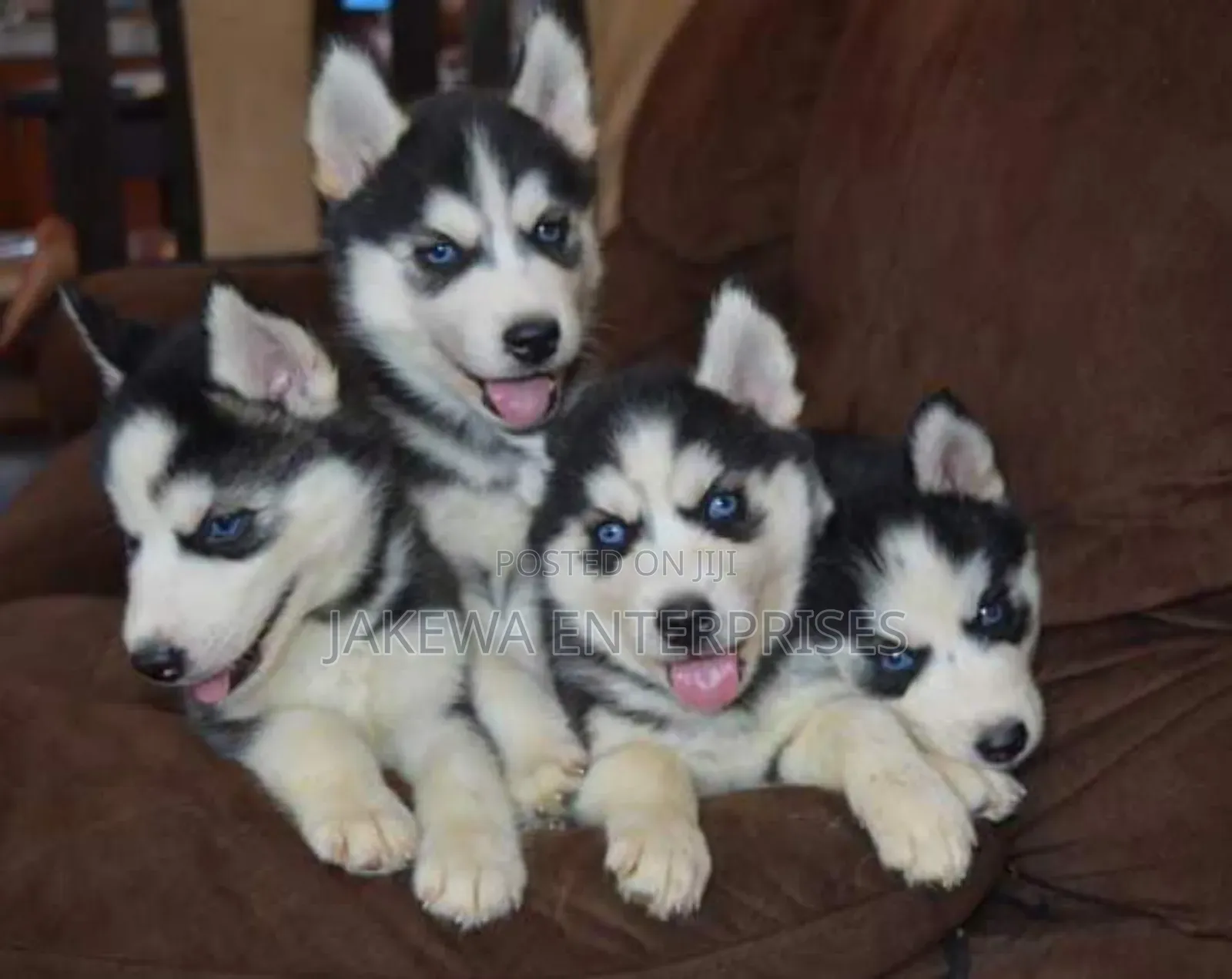 1-3 months Male Purebred Siberian Husky