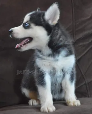 1-3 months Male Purebred Siberian Husky