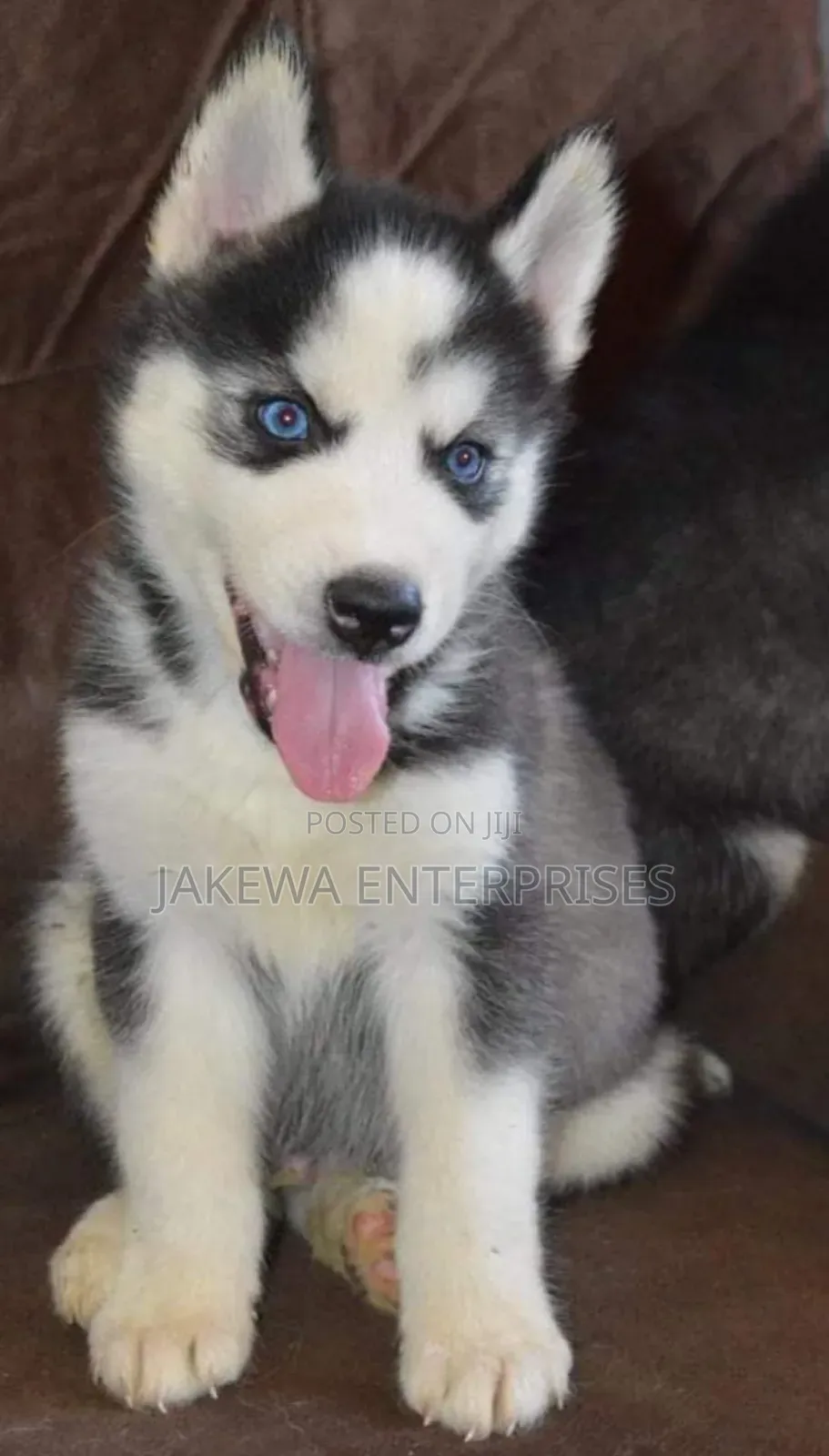 1-3 months Female Purebred Siberian Husky