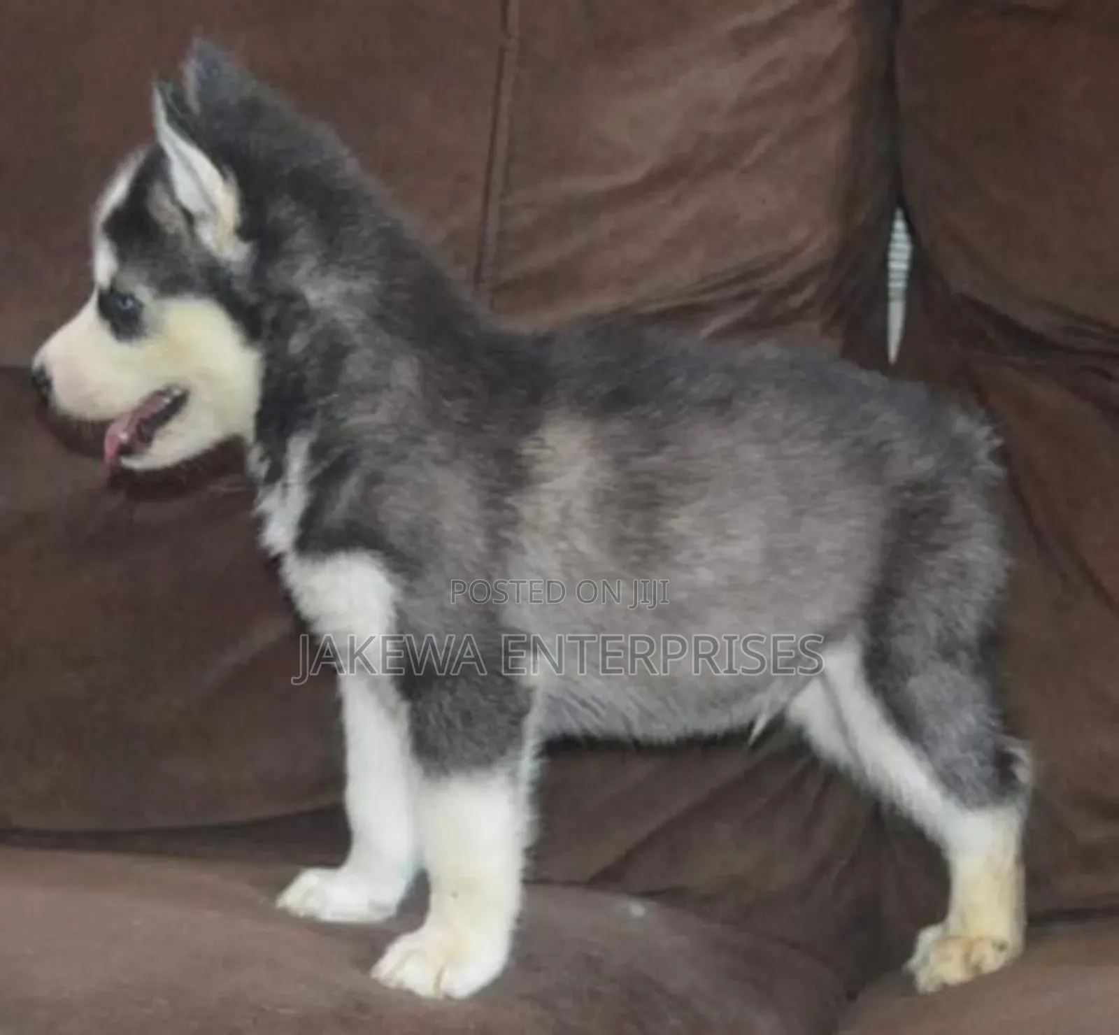 1-3 months Female Purebred Siberian Husky