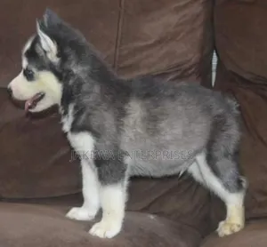 1-3 months Female Purebred Siberian Husky