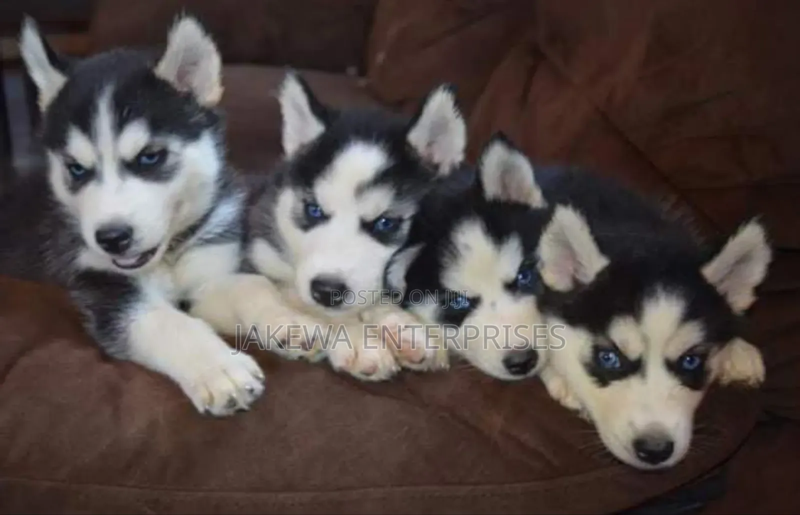 1-3 months Female Purebred Siberian Husky