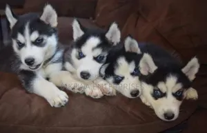 1-3 months Female Purebred Siberian Husky