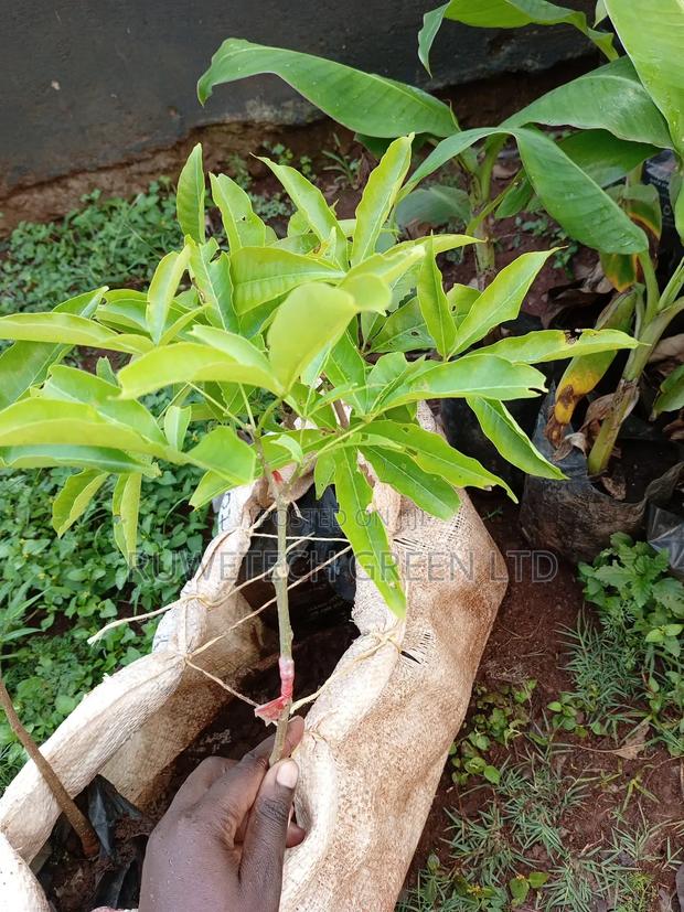White Sapote Grafted Seedlings