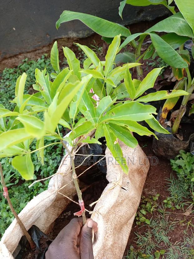 White Sapote Grafted Seedlings - thumbnail 2