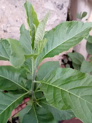 Bitter Leaf Seedlings